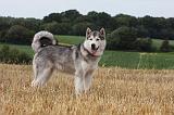ALASKAN MALAMUTE 746